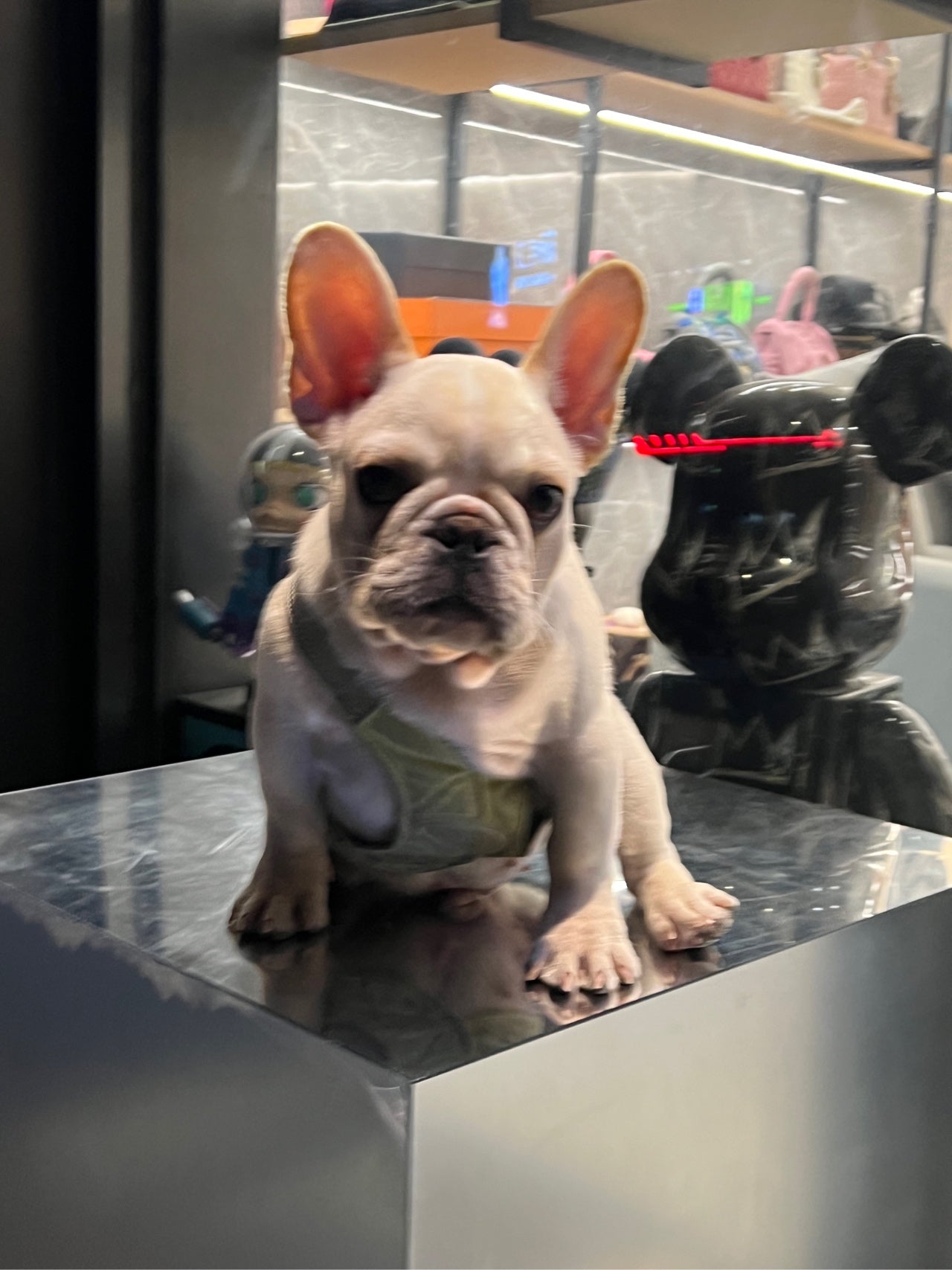 The French Bulldog originated in France, and its ancestors are the British Bulldogs. The French Bulldog has a large, square-shaped head; a flat mouth and nose; and oval-shaped eyes.